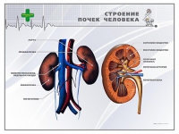 Стенд "Строение почки человека" - «globural.ru» - Енисейск