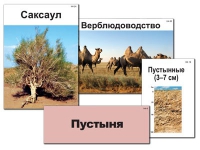 Модель-аппликация "Природные зоны России" - «globural.ru» - Енисейск