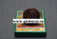 Сухой препарат "Еж морской" - «globural.ru» - Енисейск