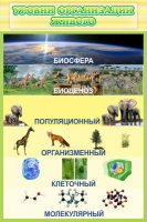 Стенд "Уровни организации живого" - «globural.ru» - Енисейск