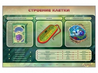Электрифицированный стенд "Строение клетки" с маркерными полями - «globural.ru» - Енисейск