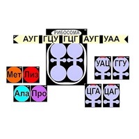 Модель-аппликация "Биосинтез белка" (ламинированная) - «globural.ru» - Енисейск