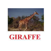 "Wild Animals-1" ("Дикие животные-1") английские карточки Домана - «globural.ru» - Енисейск