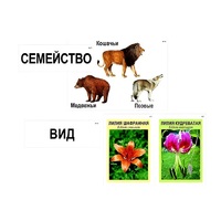 Модель-аппликация "Классификация растений и животных" (ламинированная) - «globural.ru» - Енисейск