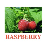 "Berries-1" ("Ягоды-1") английские карточки Домана - «globural.ru» - Енисейск