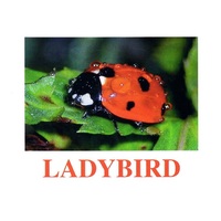 "Insects" ("Насекомые") английские карточки Домана - «globural.ru» - Енисейск