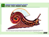 Рельефная таблица "Внутреннее строение брюхоногого моллюска" (формат А1, матовое ламинир.) - «globural.ru» - Енисейск