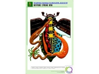 Рельефная таблица "Внутреннее строение жука" (формат А1, матовое ламинир.) - «globural.ru» - Енисейск