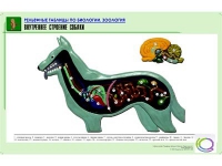 Рельефная таблица "Внутреннее строение собаки" (формат А1, матовое ламинир.) - «globural.ru» - Енисейск