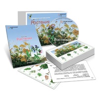 Комбинированное наглядное пособие «Растения» - «globural.ru» - Енисейск