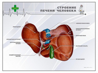 Стенд "Строение печени человека" - «globural.ru» - Енисейск