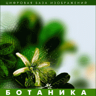 Ботаника. (Цифровая база изображений) - «globural.ru» - Енисейск