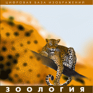 Зоология. (Цифровая база изображений) - «globural.ru» - Енисейск
