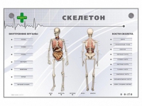 Электрифицированный стенд-тренажер "Скелетон" - «globural.ru» - Енисейск