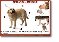 Ознакомление с окружающим миром. 1-4 класс. Комплект таблиц. Наглядные пособия для начальной школы, учебные пособия - «globural.ru» - Енисейск