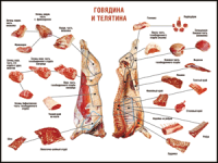 Правила разделки мясных туш "Говядина и телятина" 1000*1400 винил - «globural.ru» - Енисейск