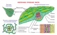 Плакаты и таблицы по биологии - «globural.ru» - Енисейск