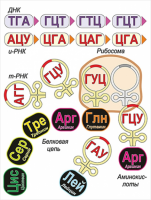 Модель-аппликация Биосинтез белка - «globural.ru» - Енисейск