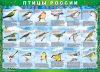 Таблица Птицы России из  4 листов в комплекте 1000*1400 винил	 - «globural.ru» - Енисейск