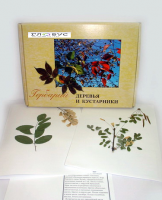 Гербарий Деревья и кустарники (20 видов) - «globural.ru» - Енисейск