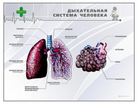 Стенд "Дыхательная система человека" - «globural.ru» - Енисейск