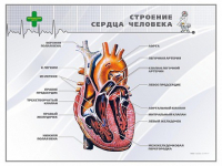 Стенд "Строение сердца человека" - «globural.ru» - Енисейск