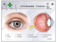 Интерактивный стенд "Строение глаза" - «globural.ru» - Енисейск