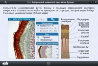 Интерактивные курсы. Биология 5 класс. Расширенный - «globural.ru» - Енисейск