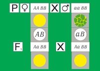 Модель-аппликация Дигибридное скрещивание. Законы Менделя. (набор из 84 карт) - «globural.ru» - Енисейск