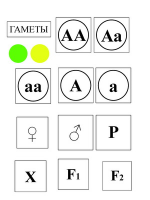 Модель-аппликация Моногибридное скрещивание и его цитологические основы - «globural.ru» - Енисейск