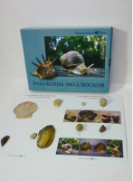 Коллекция "Раковины моллюсков" (вариант 2) - «globural.ru» - Енисейск