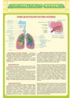 Стенд "Дыхательная система" - «globural.ru» - Енисейск