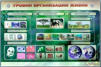 Электрифицированный стенд "Уровни организации жизни" - «globural.ru» - Енисейск