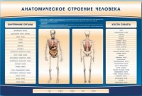Электрифицированный стенд-тренажер c макетом скелета "Анатомическое строение человека" - «globural.ru» - Енисейск