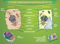 Стенд "Строение животной и растительной клеток" - «globural.ru» - Енисейск