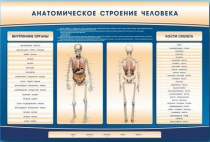 Электрифицированный стенд-тренажер c макетом скелета "Анатомическое строение человека" - «globural.ru» - Енисейск