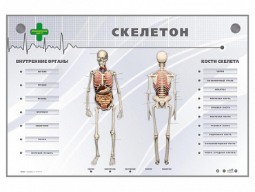 Электрифицированный стенд-тренажер "Скелетон" - «globural.ru» - Енисейск
