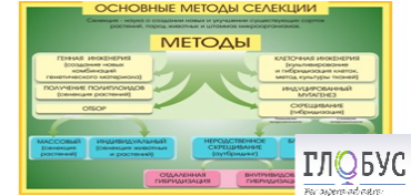 Стенд "Методы селекции и биотехнологии" - «globural.ru» - Енисейск