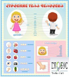 Стенд "Строение человека" для детей - «globural.ru» - Енисейск