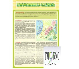 Стенд "Биосинтез белка" - «globural.ru» - Енисейск